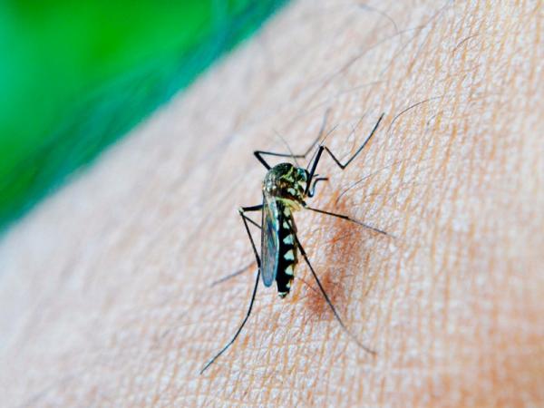 Registra Salud una persona hospitalizada por dengue