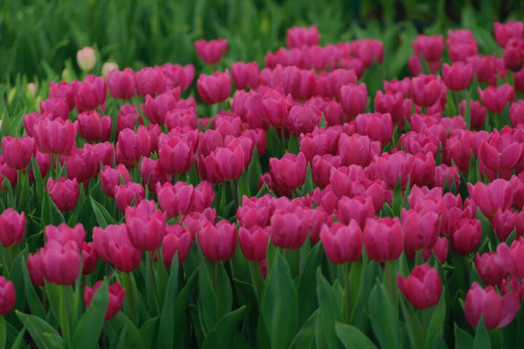Impulsa gobierno de Puebla comercialización de tulipanes y flores invernales