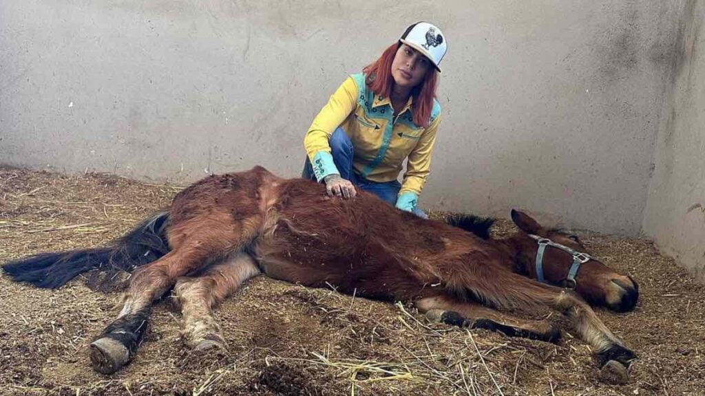 Animalistas exigen al Congreso legislación contra zoofilia tras caso de maltrato a Mila