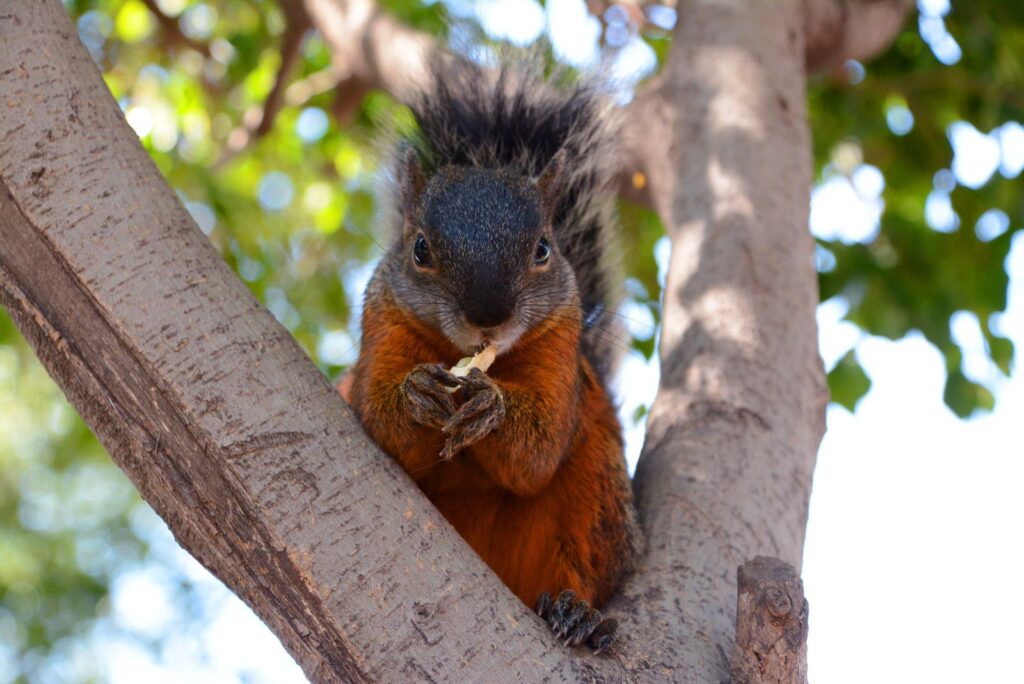 Plaga de ardillas ponen en riesgo la zona arqueológica de Cholula