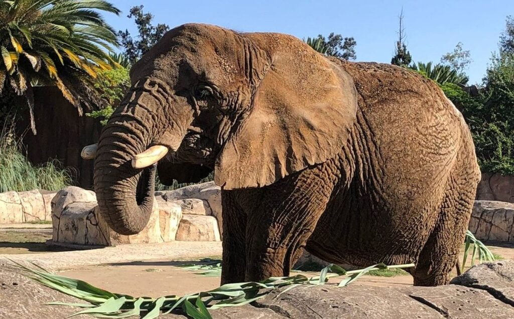 Movimiento 'Salvemos a Benito' se moviliza para rescatar a Ely, la elefante de San Juan de Aragón