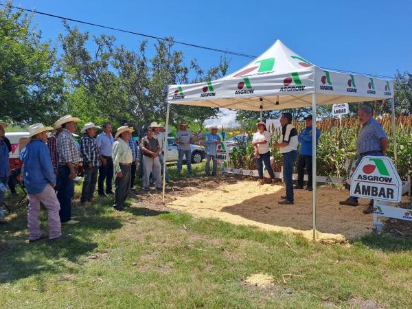 Presenta gobierno estatal rendimiento de producción de sorgo 2023
