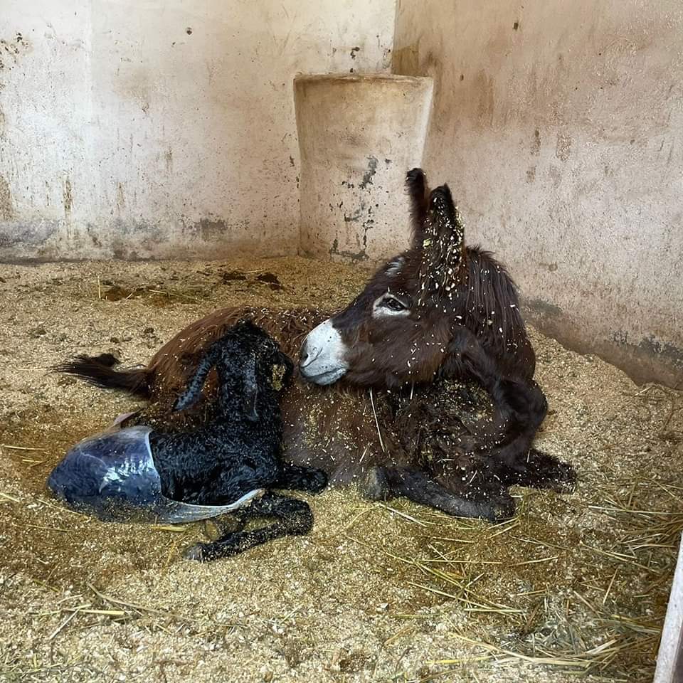Emotivo anuncio en Cuacolandia: Nace una cría de burro tras el fallecimiento de su fundadora