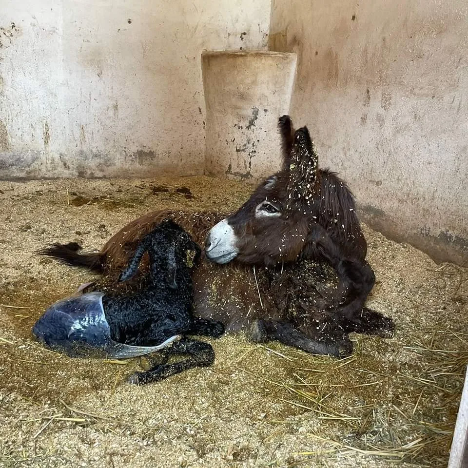 Emotivo anuncio en Cuacolandia: Nace una cría de burro tras el fallecimiento de su fundadora