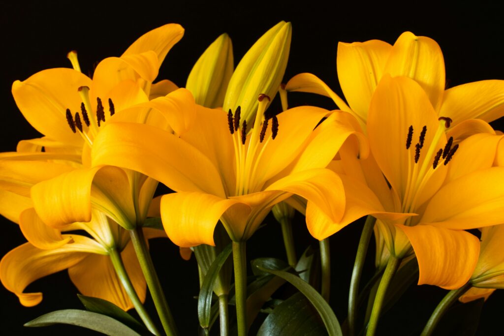 ¿Por qué las redes sociales se llenan de flores amarillas el 21 de marzo? Descubre su significado