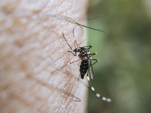 Permanecen dos personas hospitalizadas por dengue: Salud