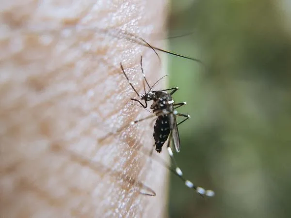 Permanecen dos personas hospitalizadas por dengue: Salud