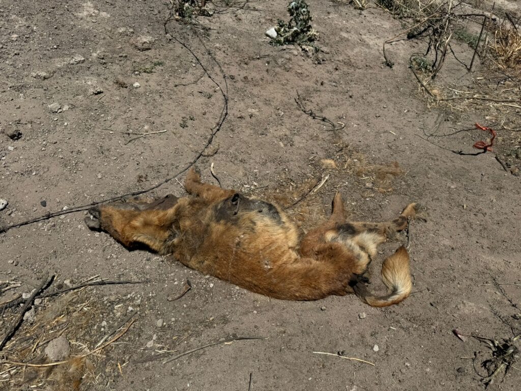 Crisis de envenenamiento masivo en Durango