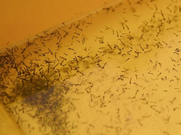 Reporta Salud 11 contagios por dengue en últimas 24 horas