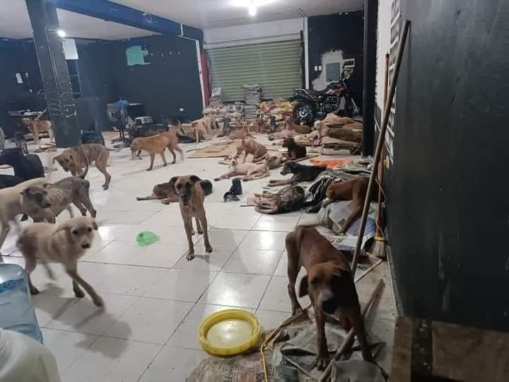 ¡Héroes sin capa! Refugio Cachorrilandia rescata más de 200 perritos en pleno huracán 