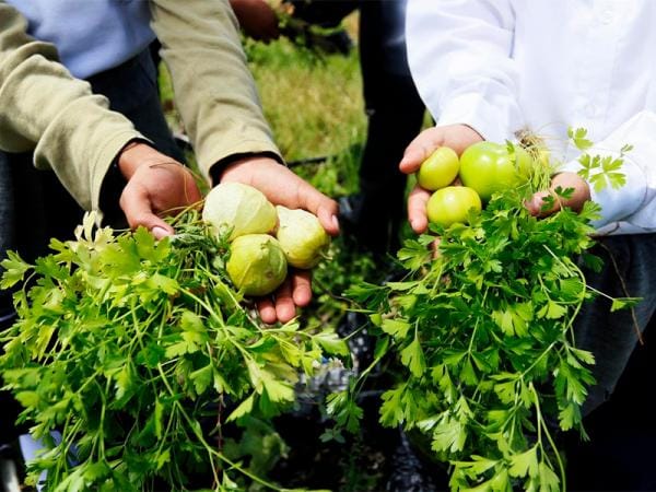 Favorece Bienestar a familias sanandreseñas con proyecto de huerto escolar