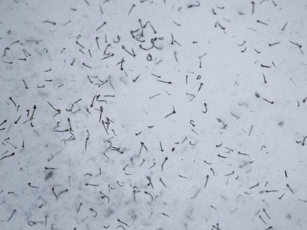 En Puebla, seis personas hospitalizadas por dengue