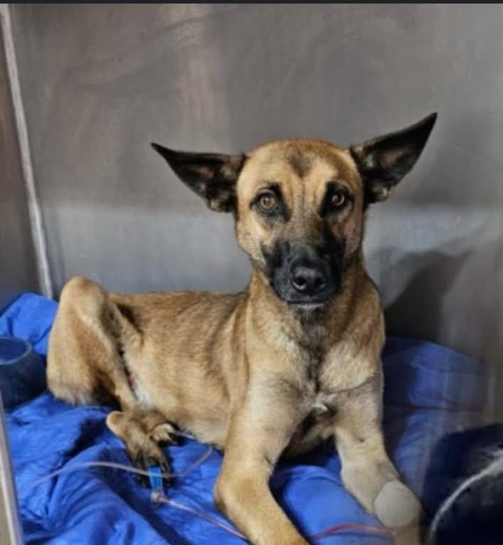 Empresa Café Tres Gallos desata controversia tras no reponder por la muerte de la perrita "Valiente"
