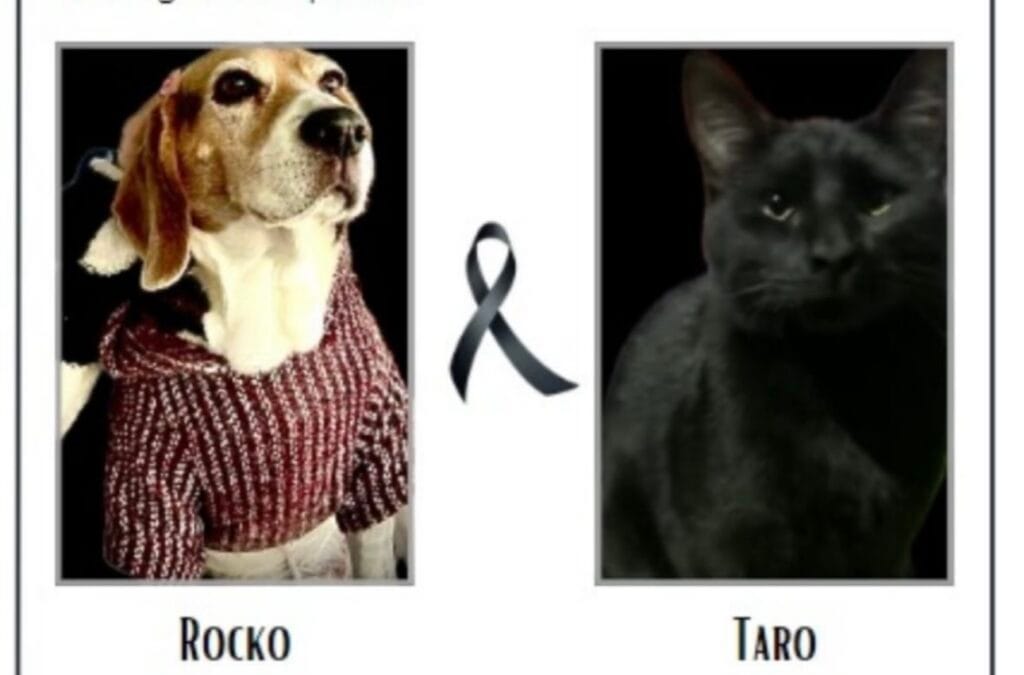 Vecinos de Lomas del Valle denuncian ola de envenenamiento de mascotas