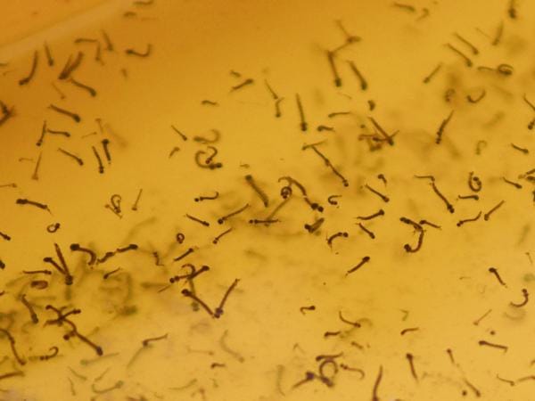En 24 horas disminuyen hospitalizados por dengue: Salud