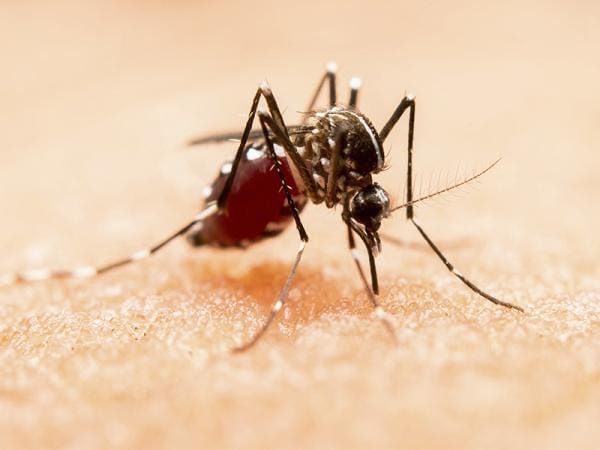 Sin nuevos contagios por dengue en las últimas 24 horas: Salud