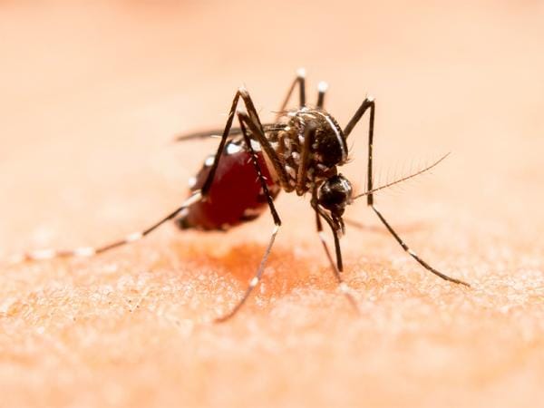 Registra Puebla 56 personas hospitalizadas por dengue en 24 horas