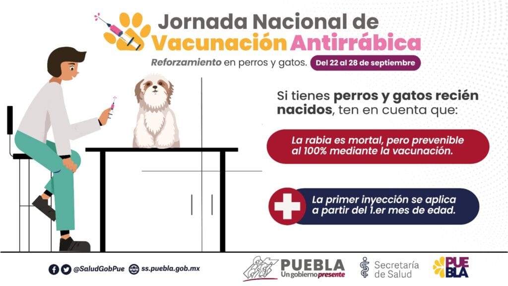 Anuncia Salud reforzamiento de vacunación antirrábica para perros y gatos