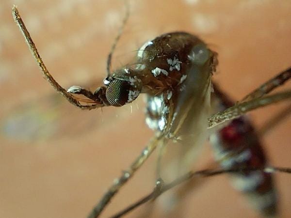 Reporta Salud 66 nuevos contagios de dengue