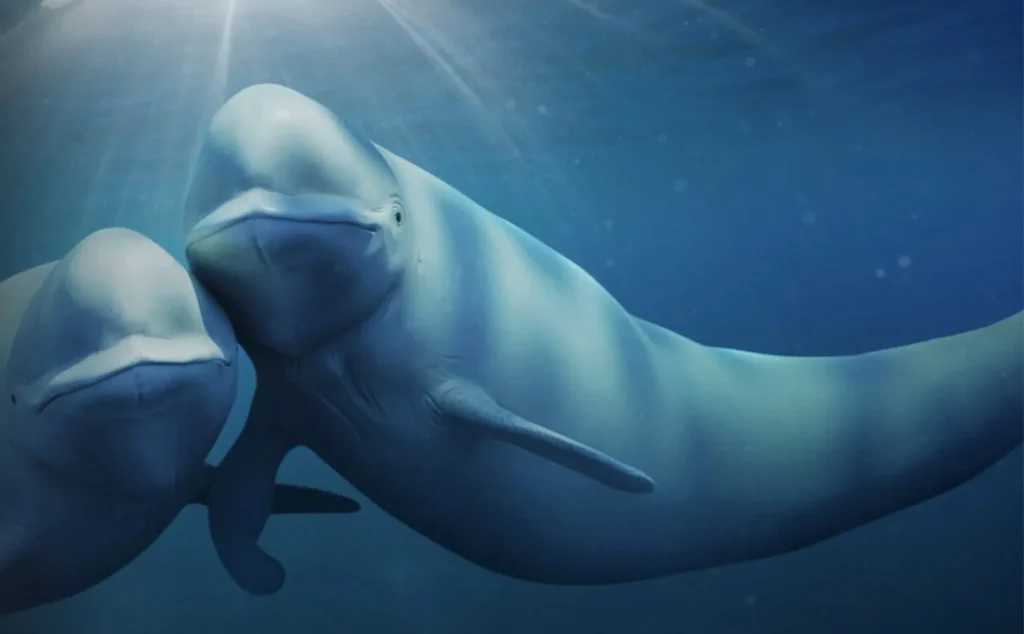 "Nuestros Océanos": la serie documental narrada por Barack Obama llega a Netflix