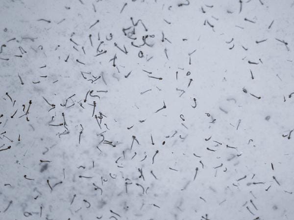 Registran 70 municipios de Puebla casos de dengue: Salud