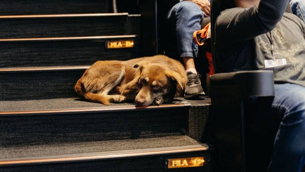 Cácaro, el perro callejero que conquistó el Festival Internacional de Cine de Morelia