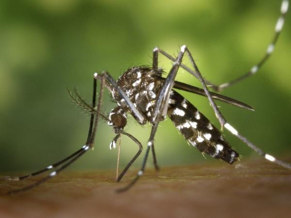 dengue