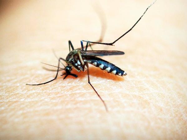 Reporta Salud dos personas hospitalizadas por dengue