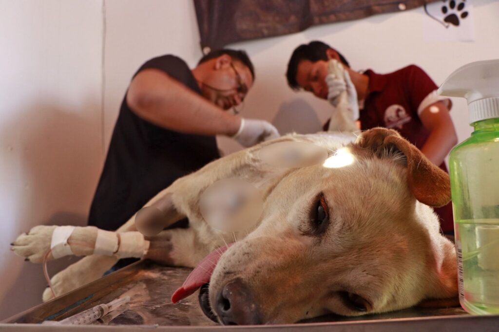 Condena Omar Muñoz ataque a machetazos a perrita en mercado de Cuautlancingo