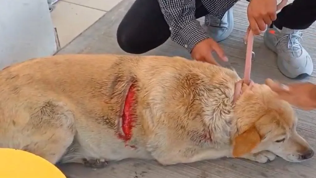 Brutal ataque a perrita "Gordita" en Cuautlancingo; exigen justicia