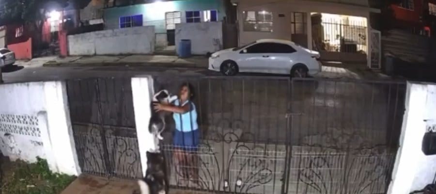 Mujer roba cachorro husky en Tampico (+VIDEO)