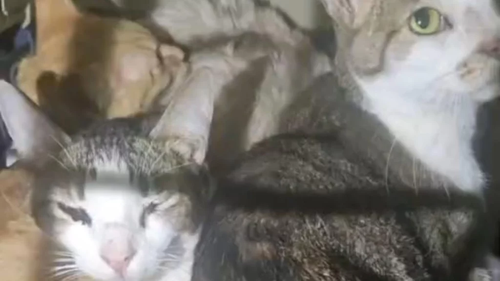 Rescatan 60 gatos en Amozoc: Condiciones deplorables en refugio "Michigan"