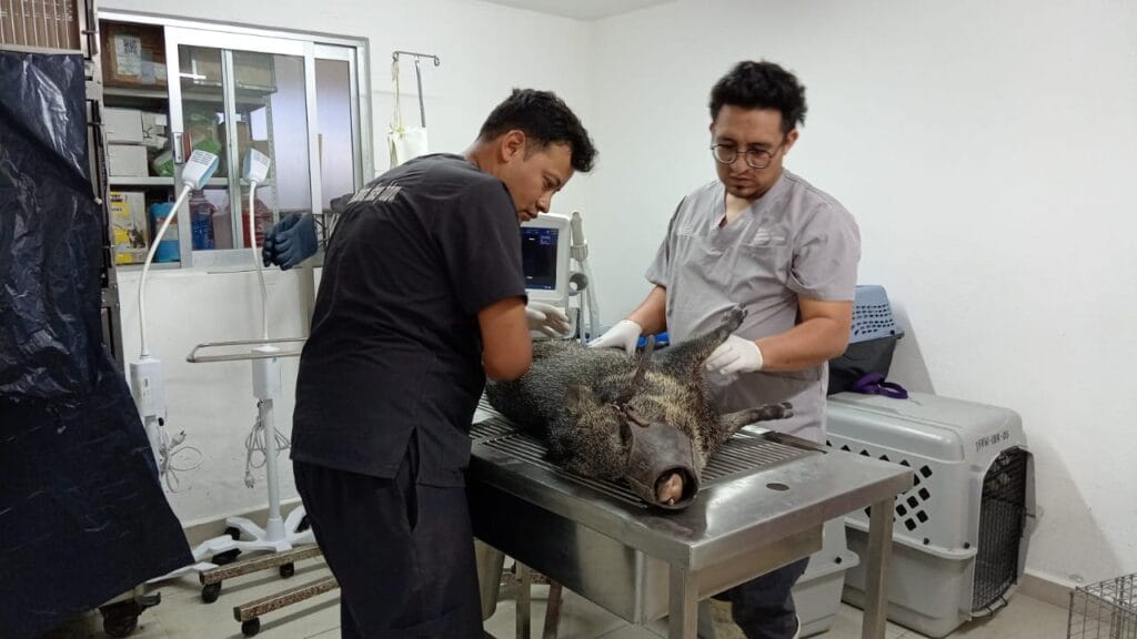 Rescate de Pecarí atropellado