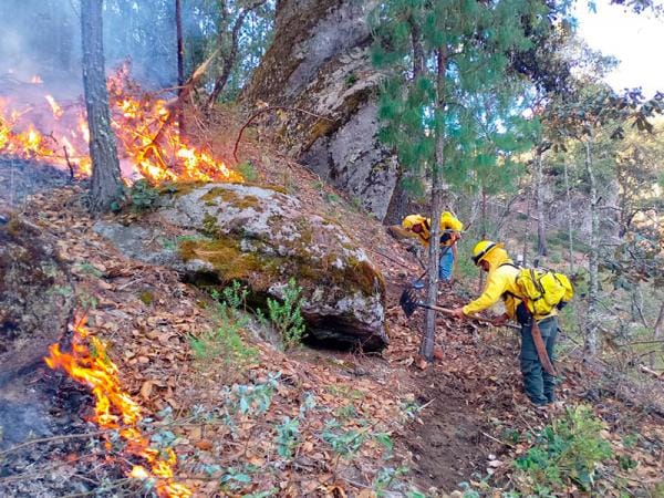 Gobierno estatal combate con eficacia 301 incendios forestales y reduce superficie afectada