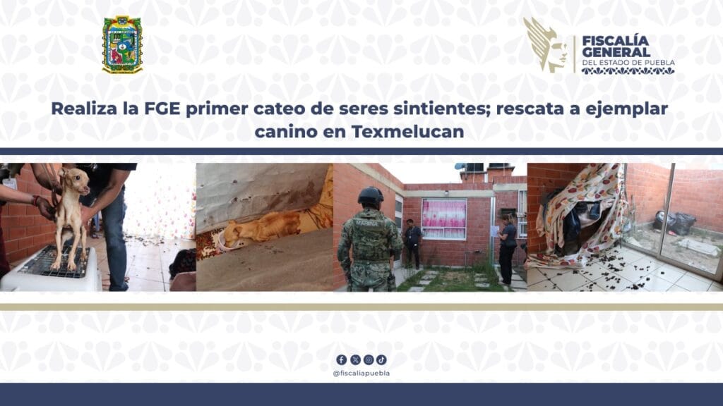 Realiza la FGE primer cateo de seres sintientes; rescata ejemplar canino en Texmelucan