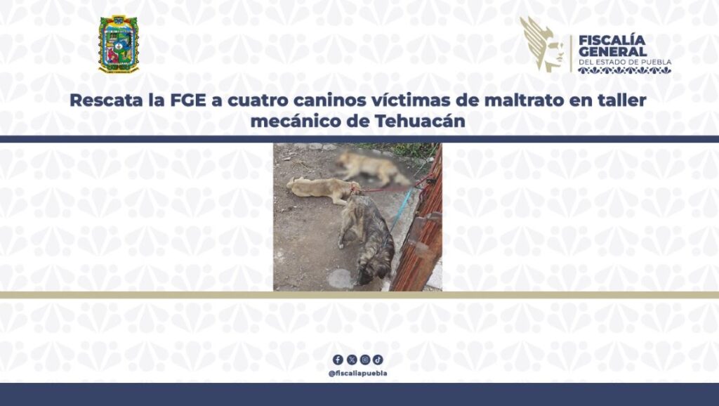 Rescata la FGE a cuatro caninos víctimas de maltrato en taller mecánico de Tehuacán